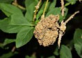 /album/fotogaleria-de-la-agrobacterium/descarga-2-jpg/